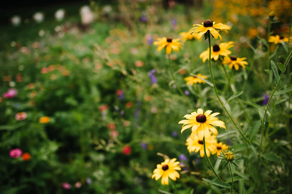 daisies.jpg