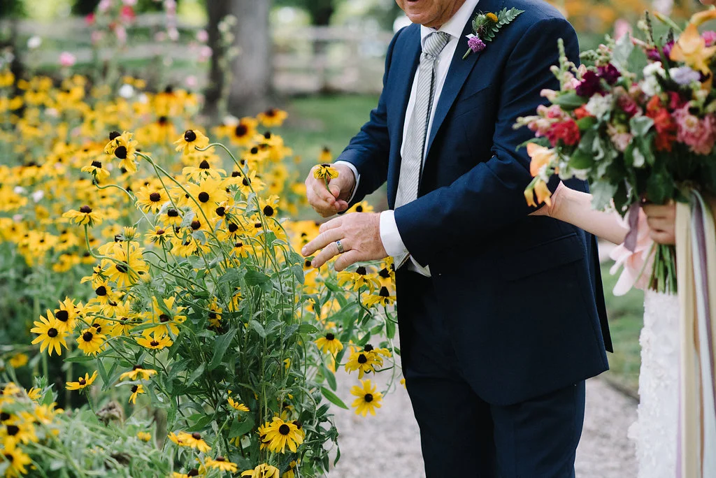 daisies.jpg