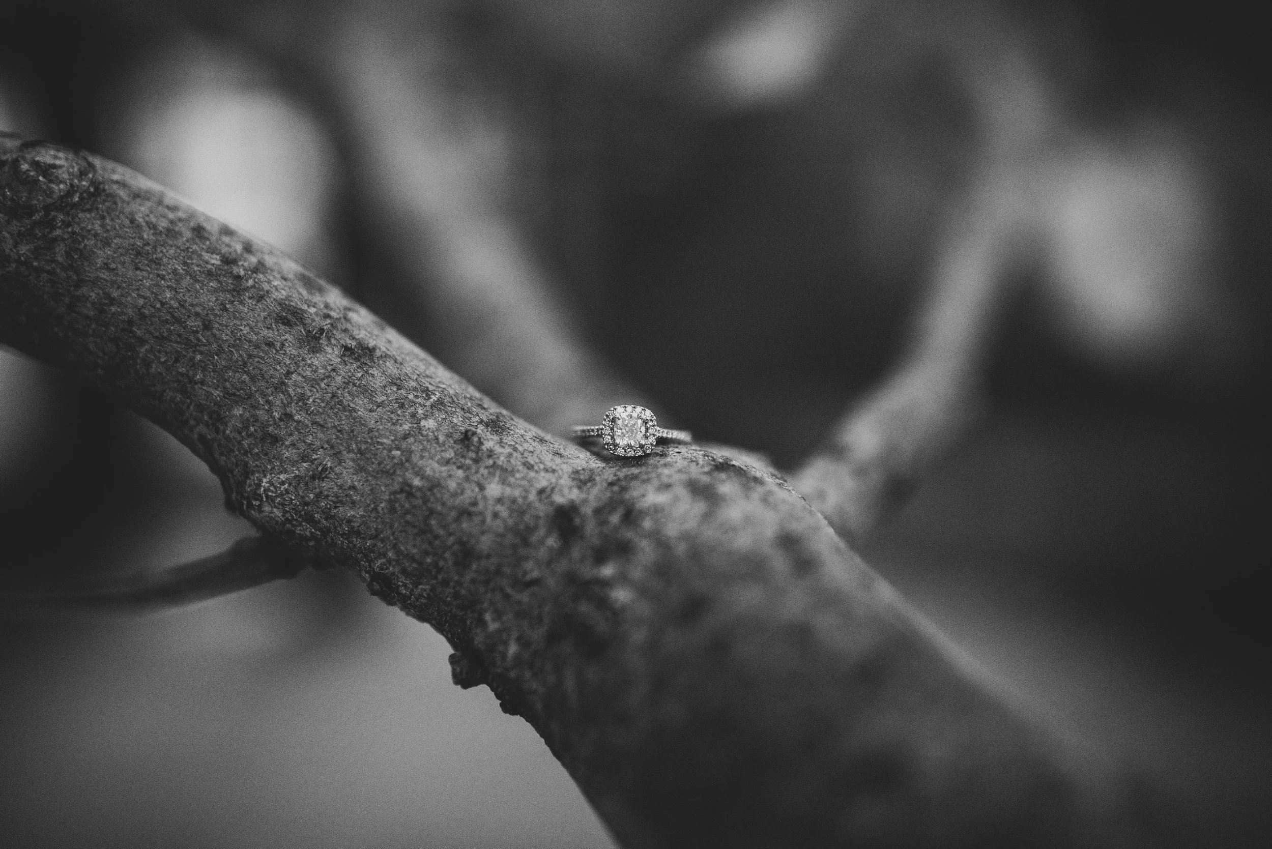 engagement ring in black and white amongst the branches