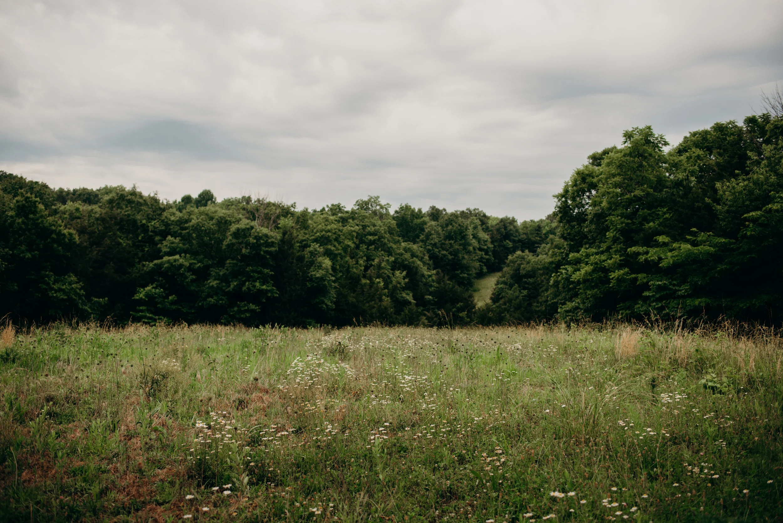 Kentucky field