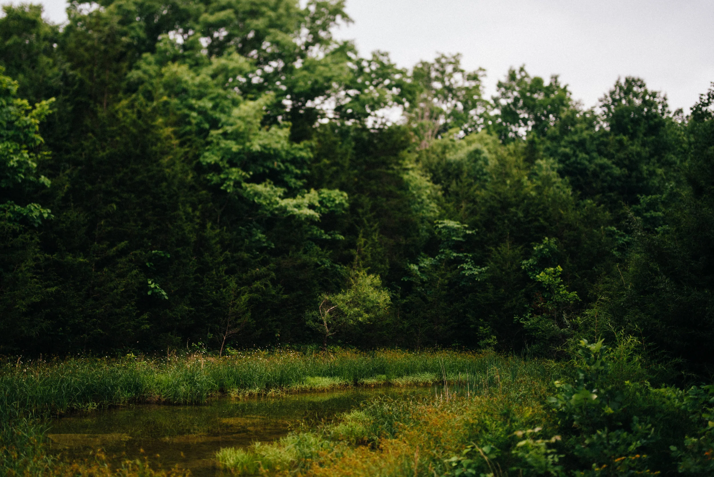 Kentucky field and river lined with trees