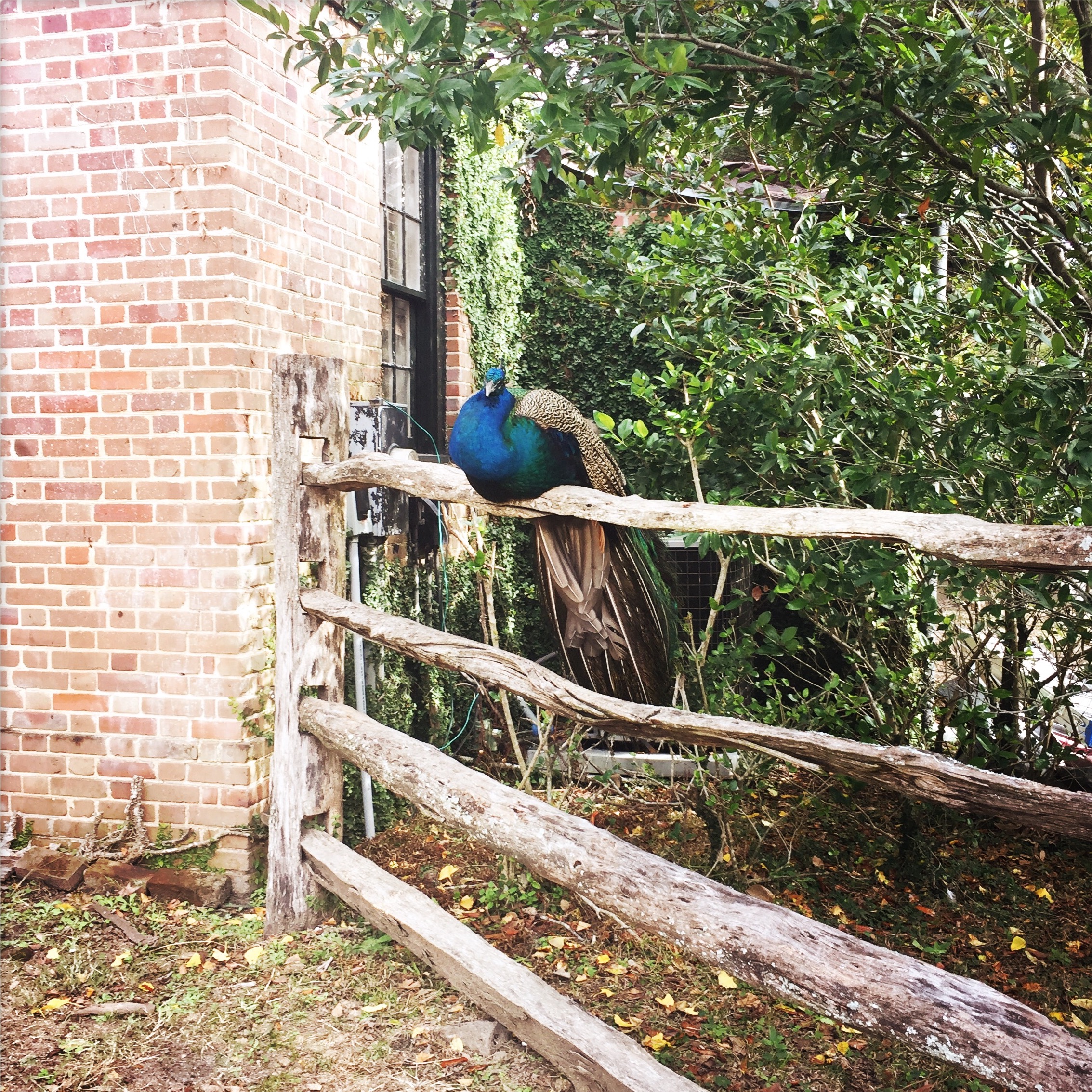 peacock.jpg