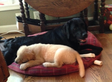 Olive & Maisie