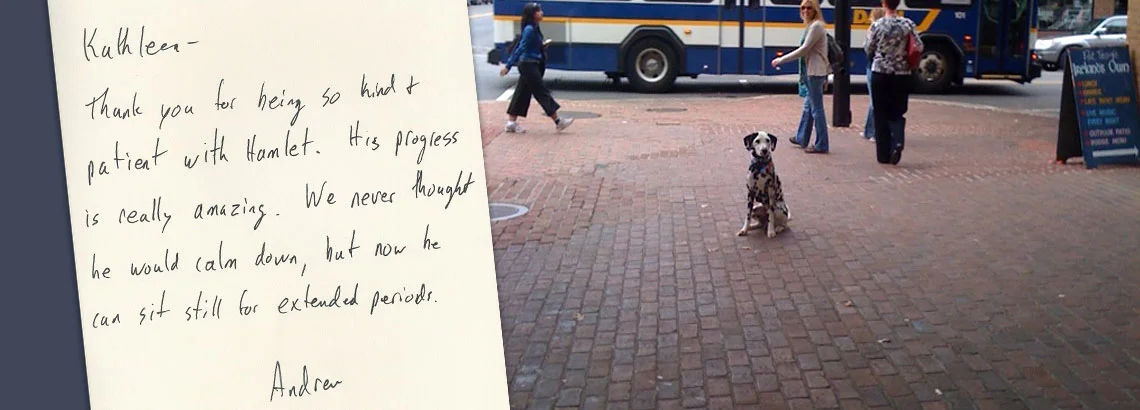 diplodog-transformations-banner.jpg