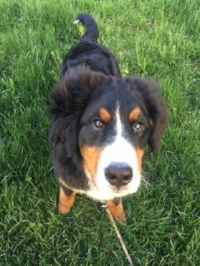 Pippa