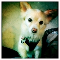 Petey