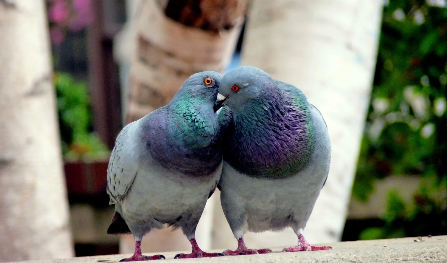 I may be auditioning some delivery alternatives ... "Pigeons", by Jocelyn , under Creative Commons License . 