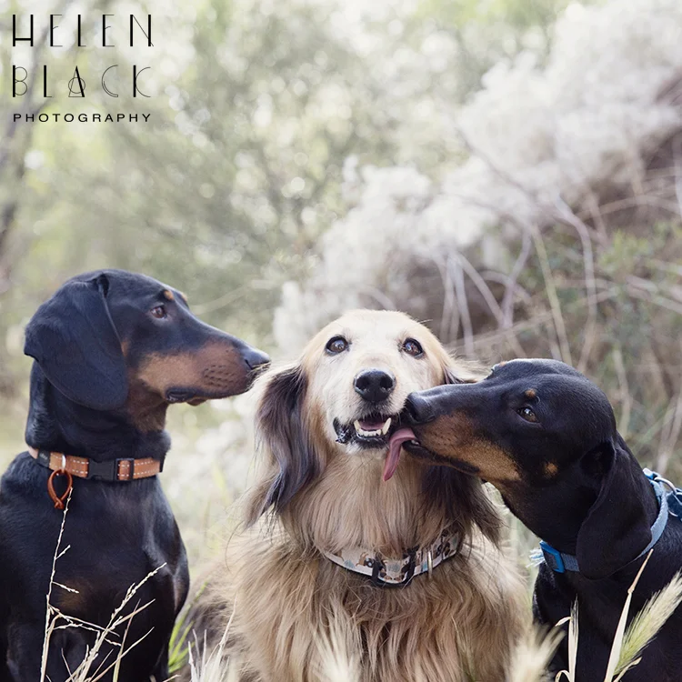 Gemma, Olly & Bosco_29.jpg