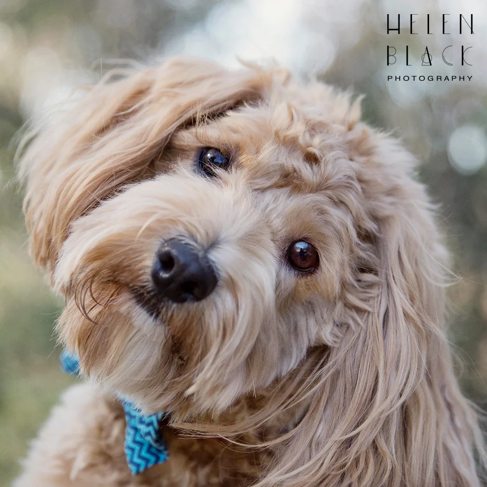 Cooper_01.jpg