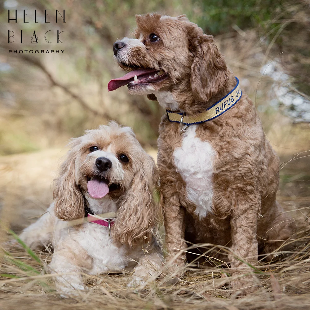 Rufus & Lily_29.jpg