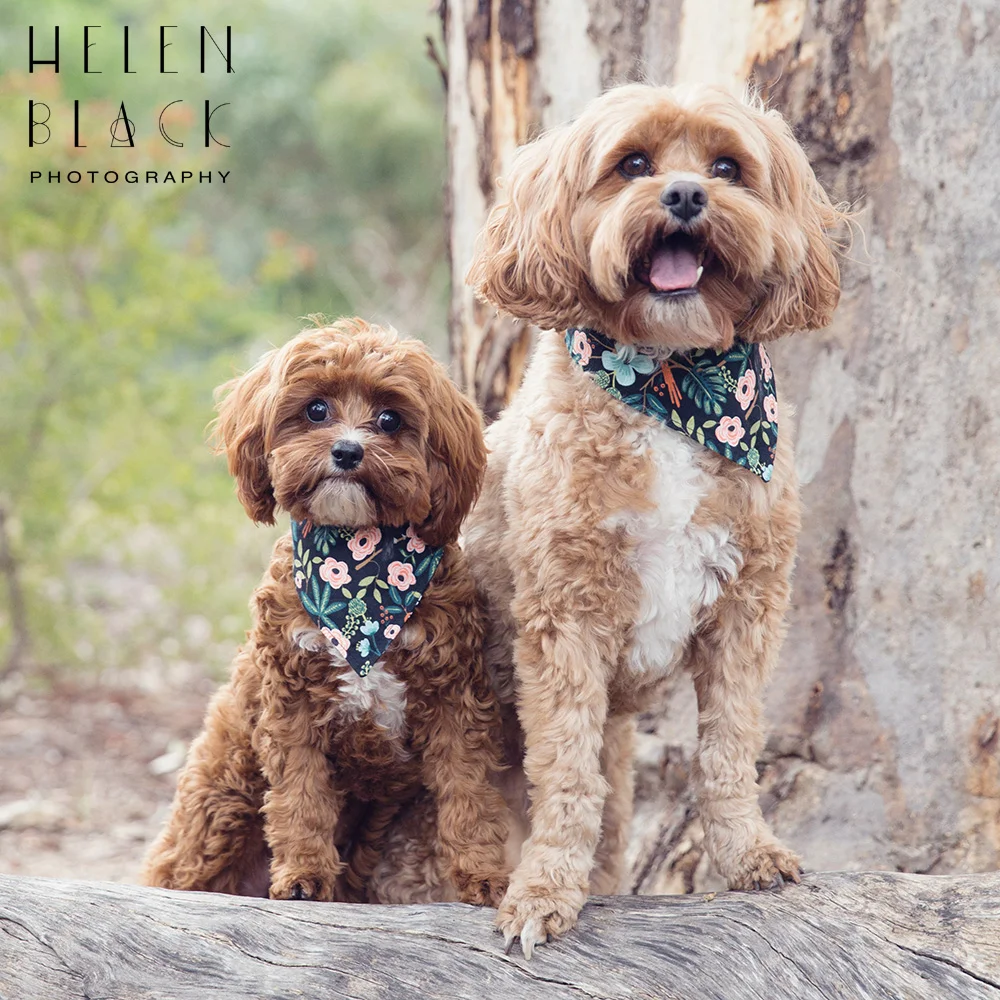 Ziggy & Archie_09.jpg