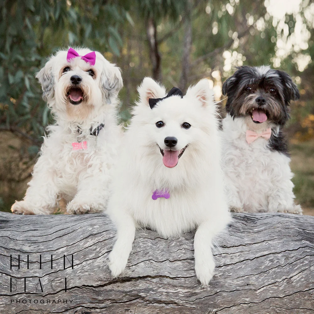 Bailey, Cooper & Yoshi_06.jpg