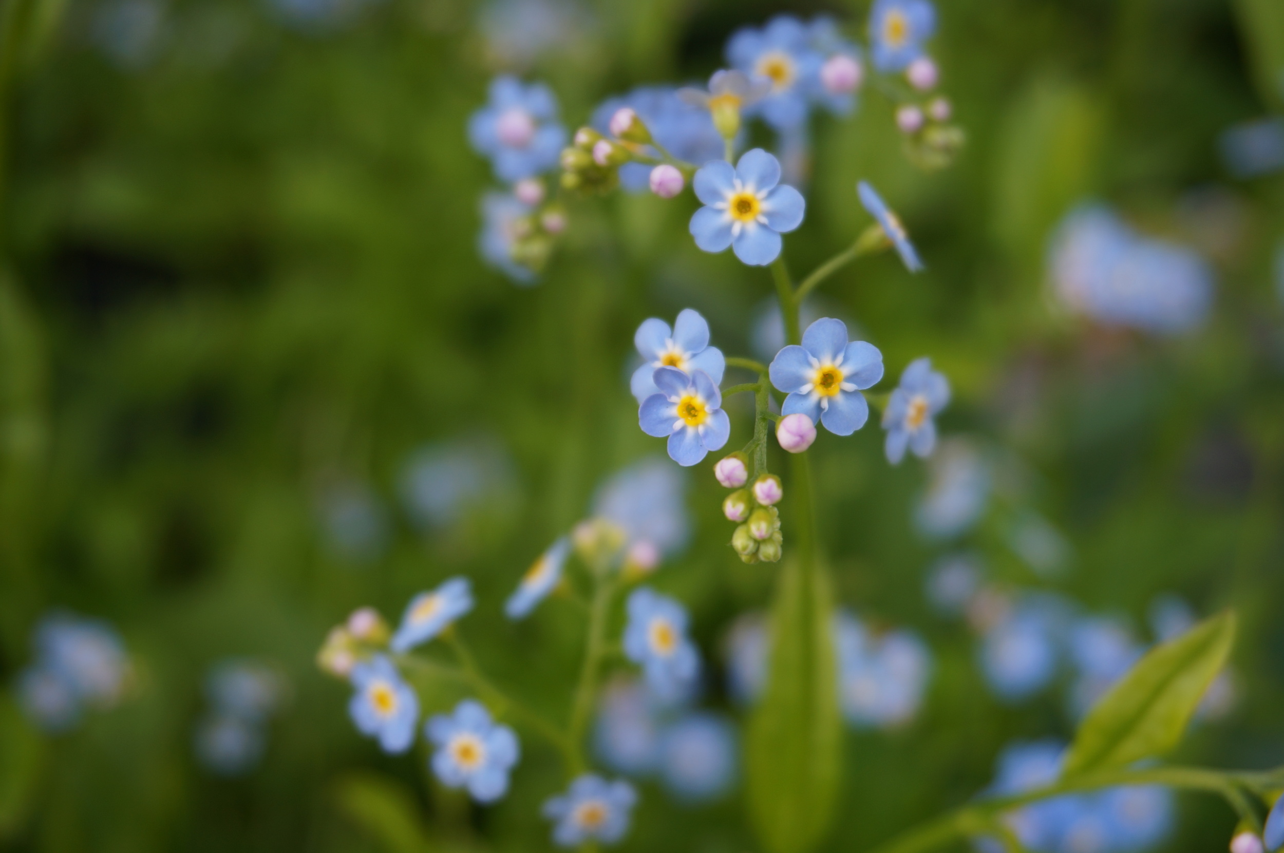 You can't beat Alaska's flora and fauna... they just scream for macro shots.