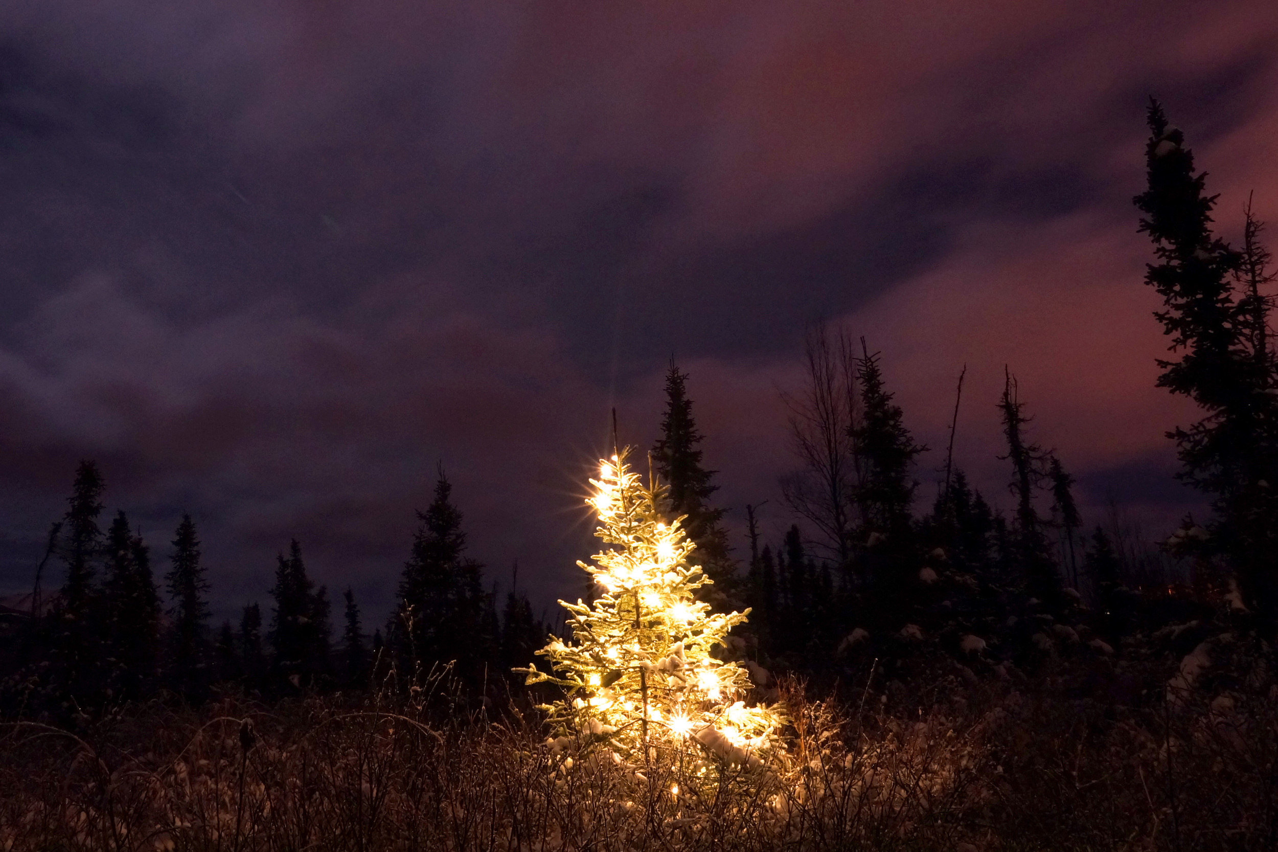 Decorating Mother Nature...I used battery-operated lights to "spruce up" a wild Christmas Tree.