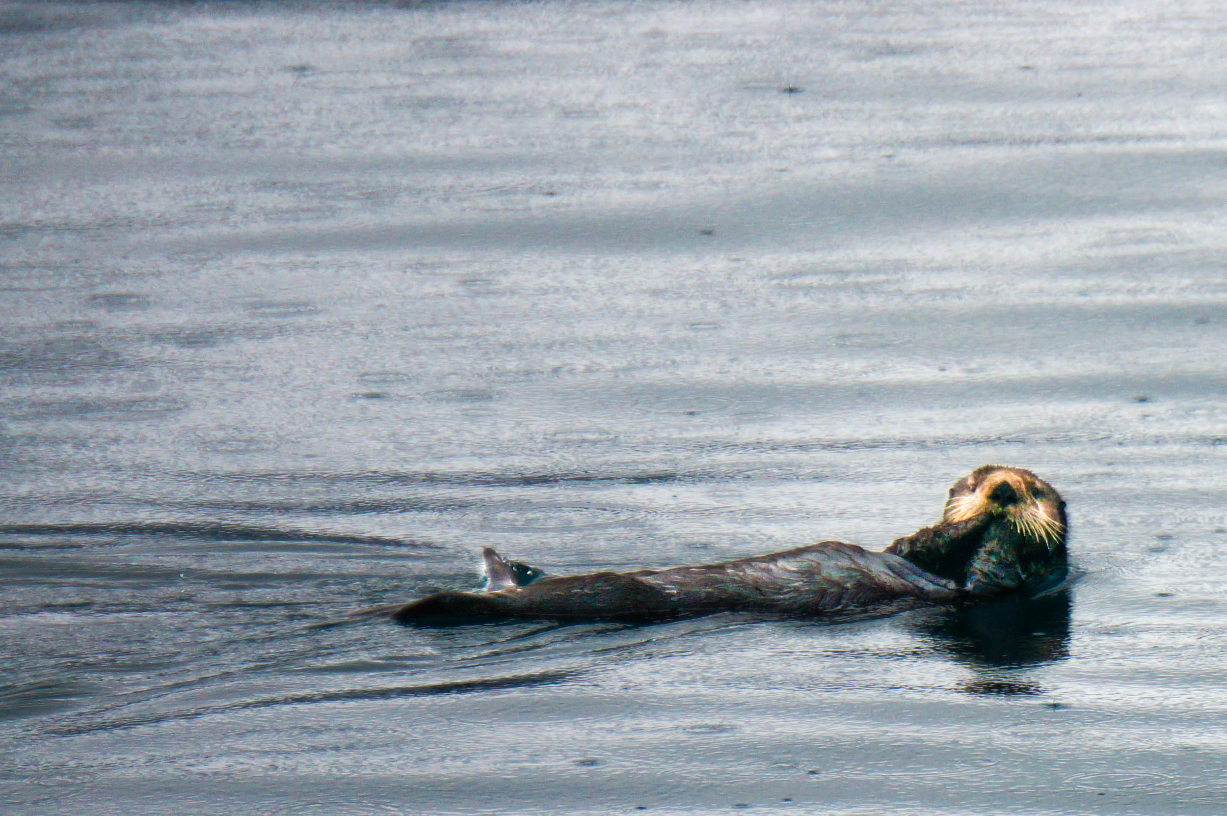 I just love these little guys! They are so much fun to watch!