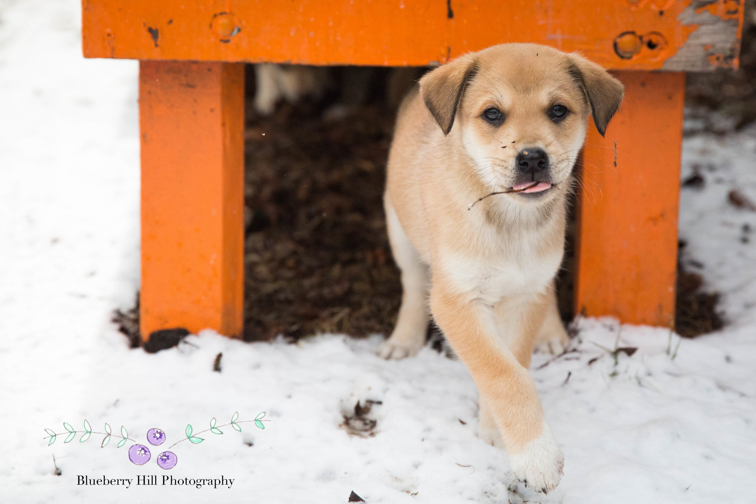One of Ol' Man's grandson's named this pup Selena. Now she goes by Susan, after Susan Butcher.