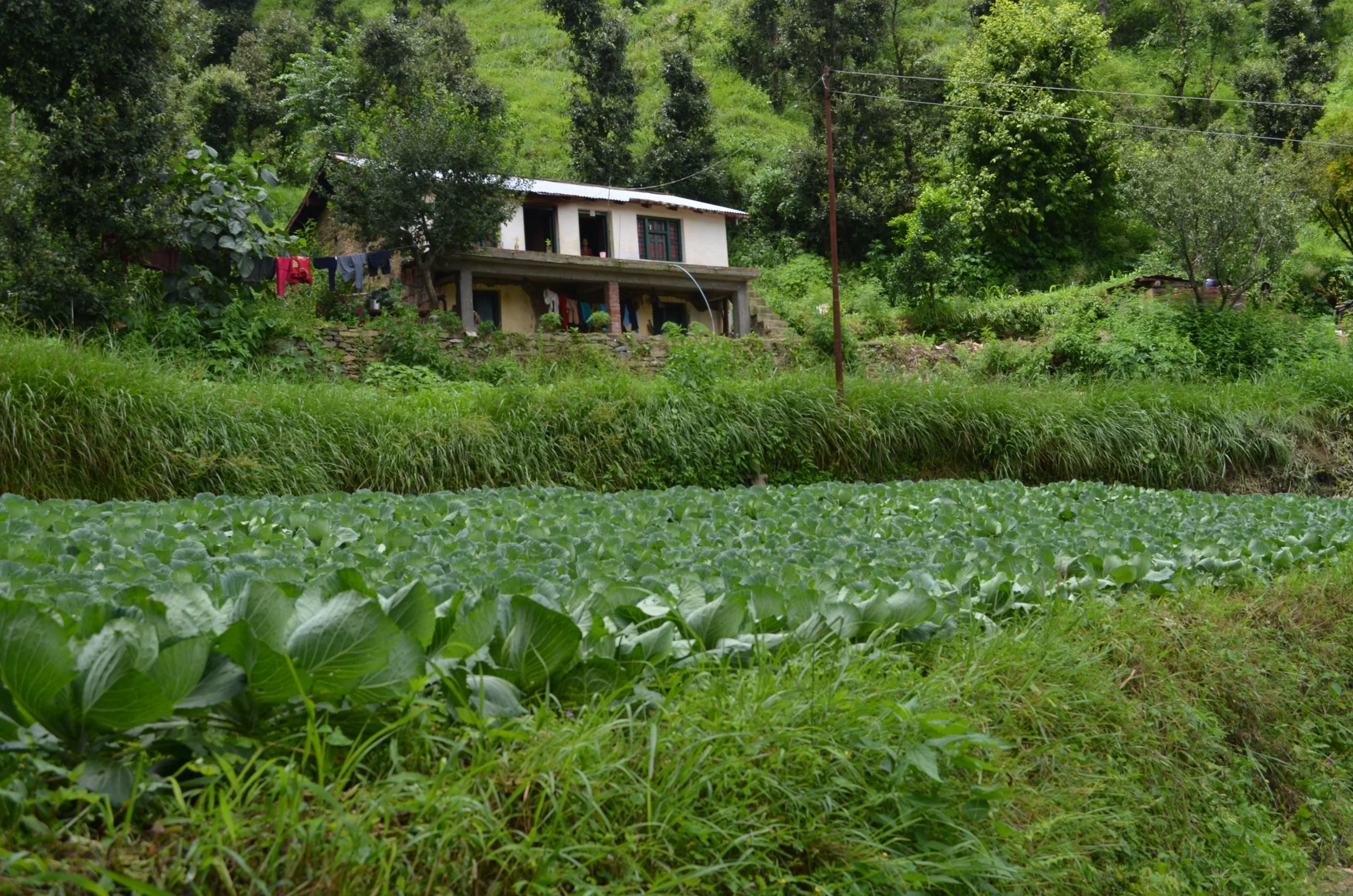 A rural hillside with a small house, laundry hanging on a line, and a lush vegetable garden in the foreground.