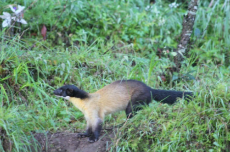 marten animal 2.png