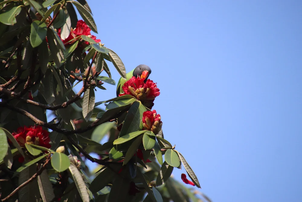 Slaty Headed Parakeet