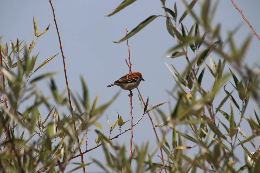 Russet Sparrow