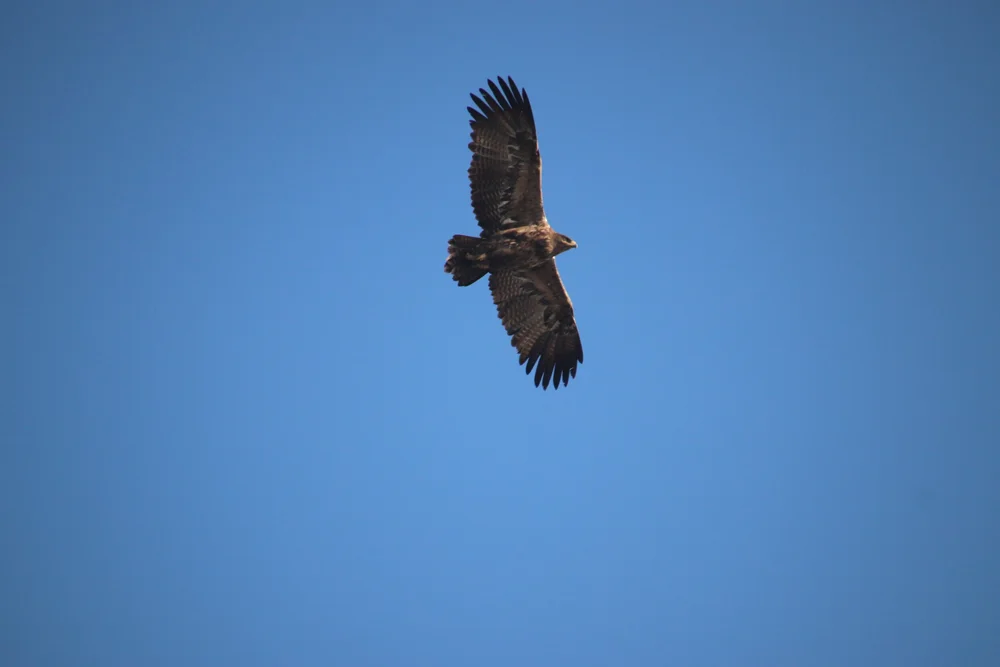 Steppe Eagle
