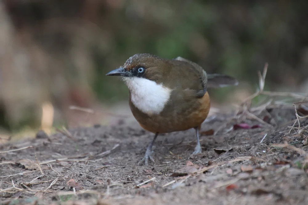 White Throated Laughing Thrush