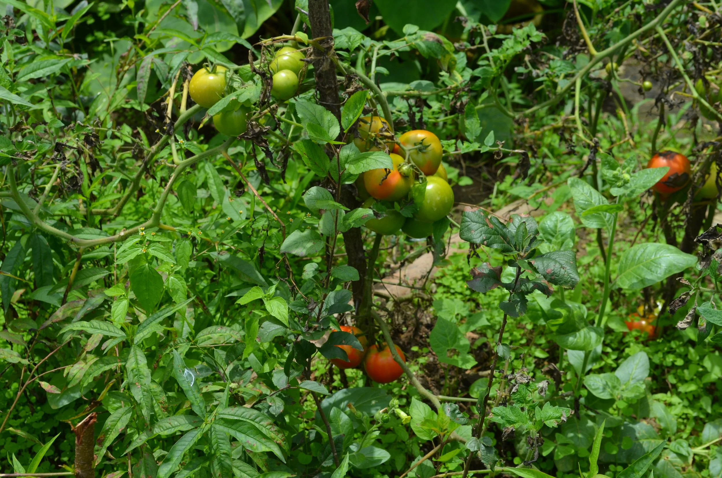 DSC_0285 JaiVi Terrace Paniyali Photo.jpg