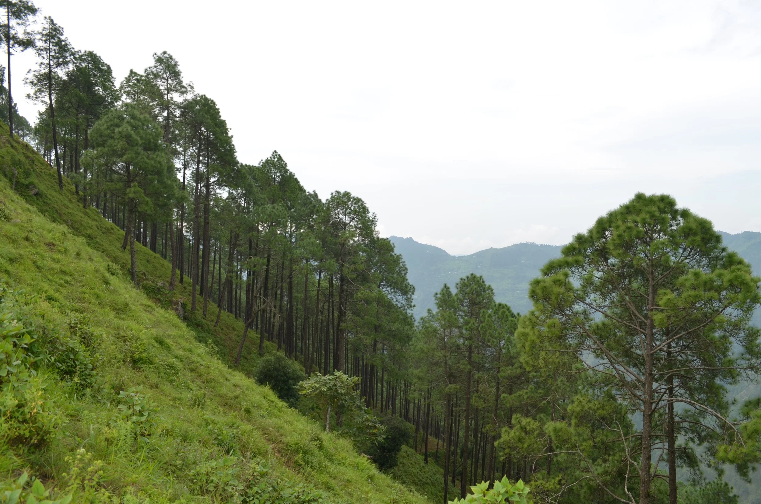 DSC_0247 JaiVi Terrace Paniyali Photo.JPG