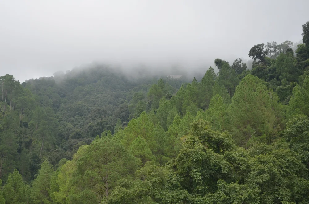 DSC_0382Jilling Terraces Paniyali Photo.JPG