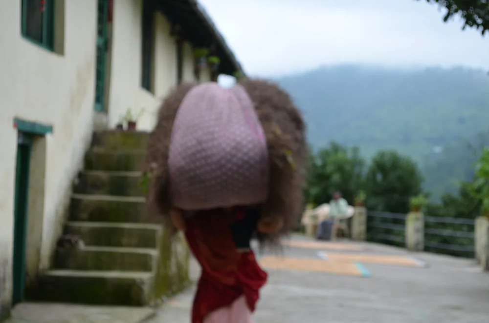 DSC_0401Jilling Terraces Paniyali Photo.JPG