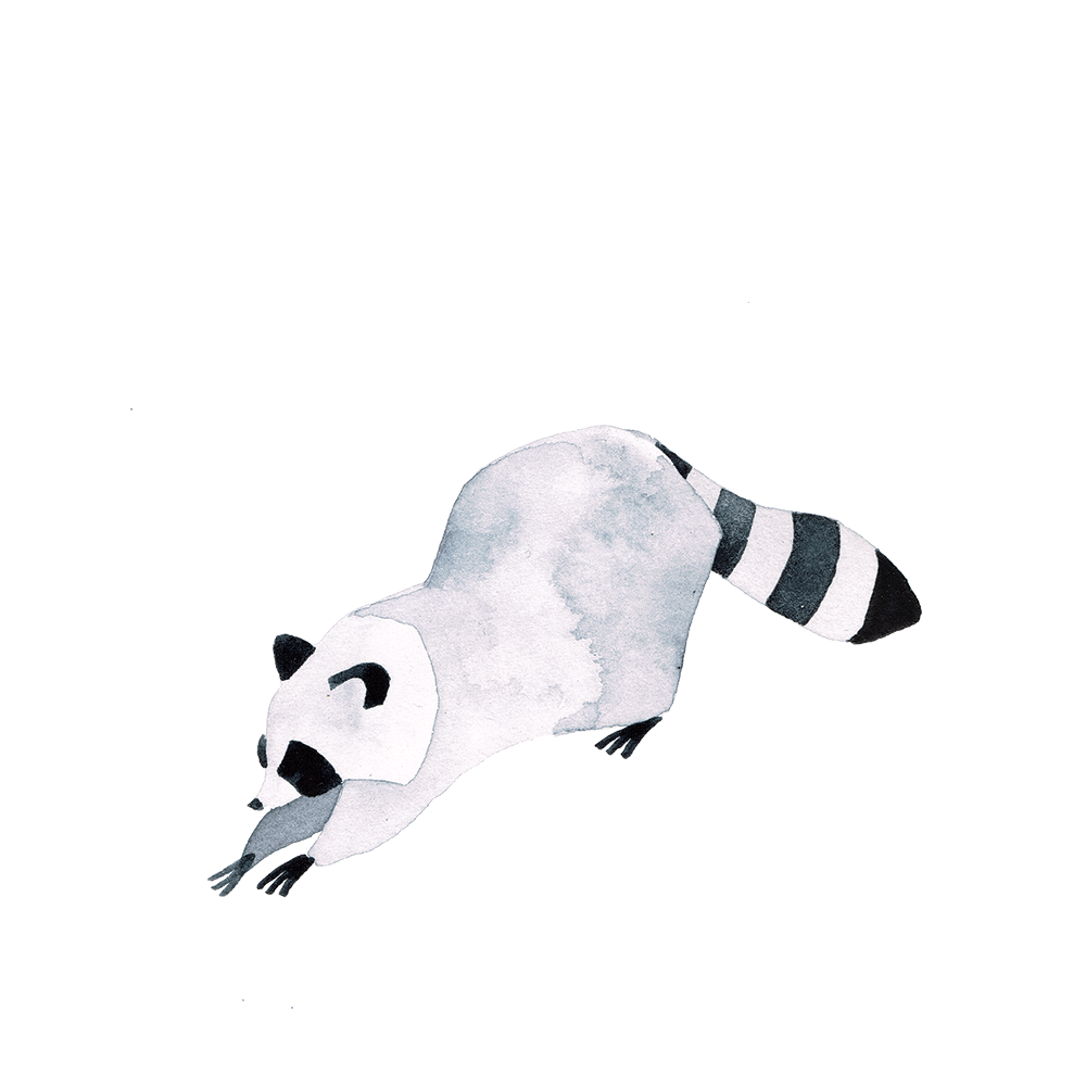 raccoon2.gif
