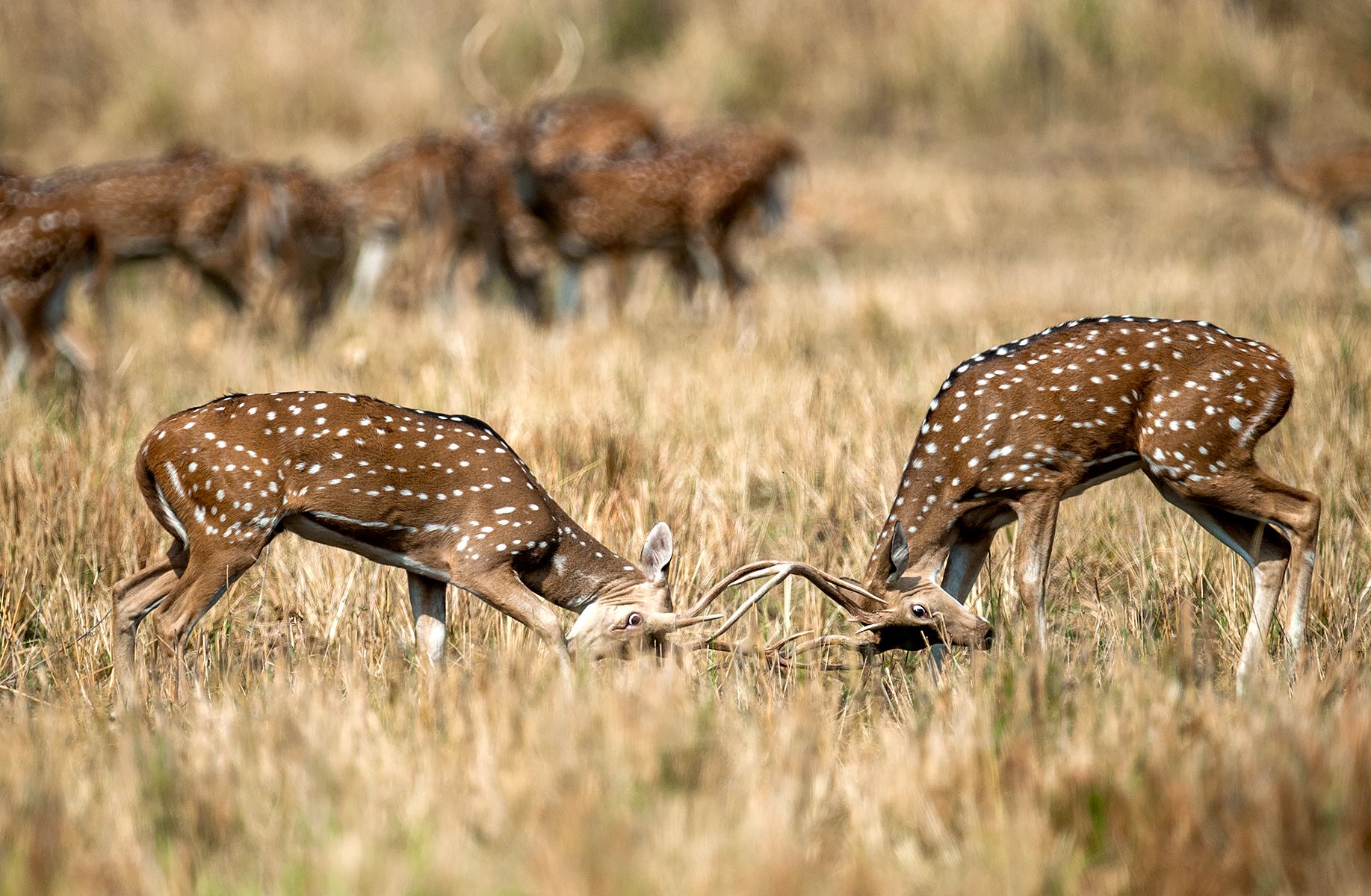 Bandavgarh F_1045.jpg