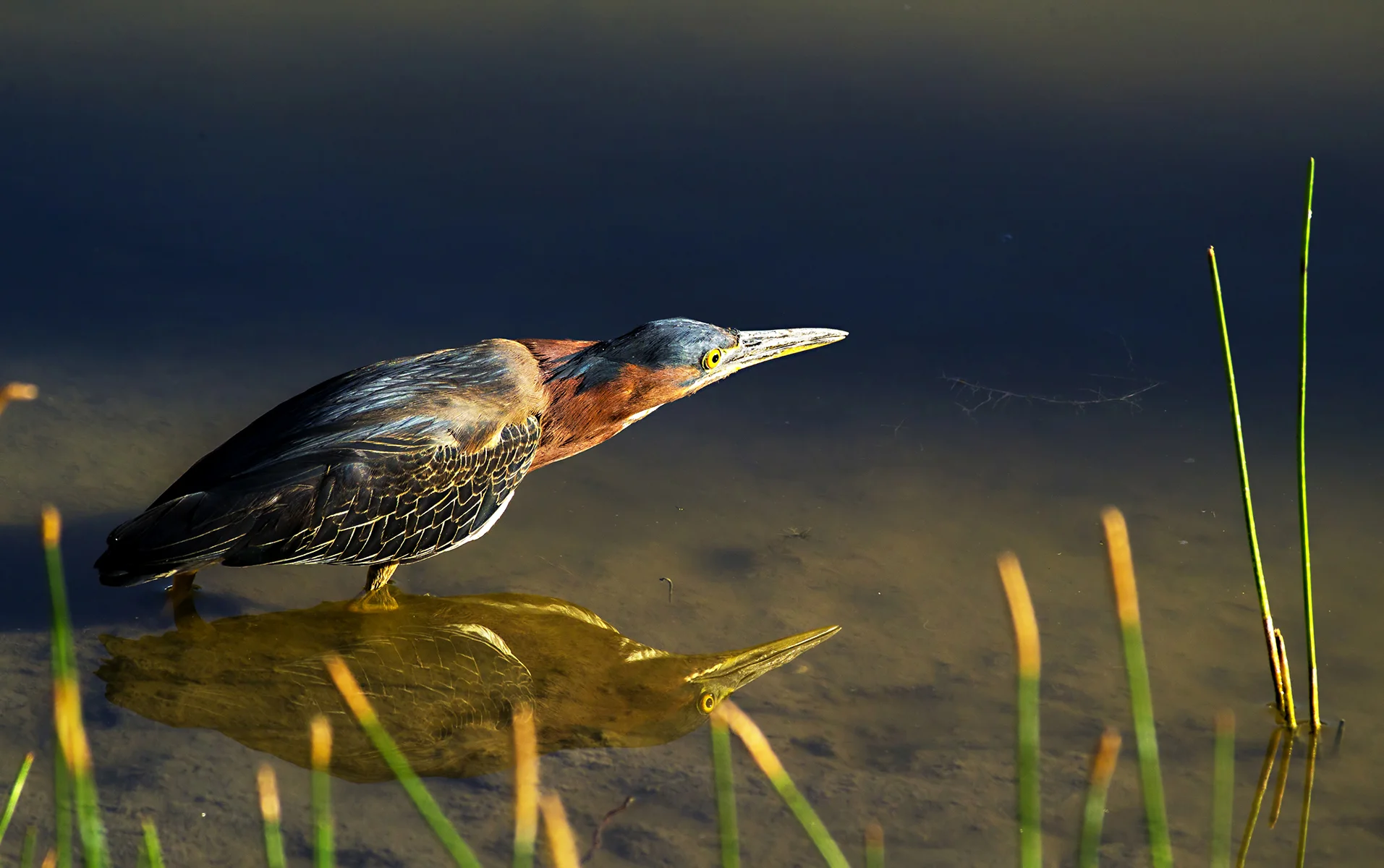 Punta Cana Bird Replace.jpg