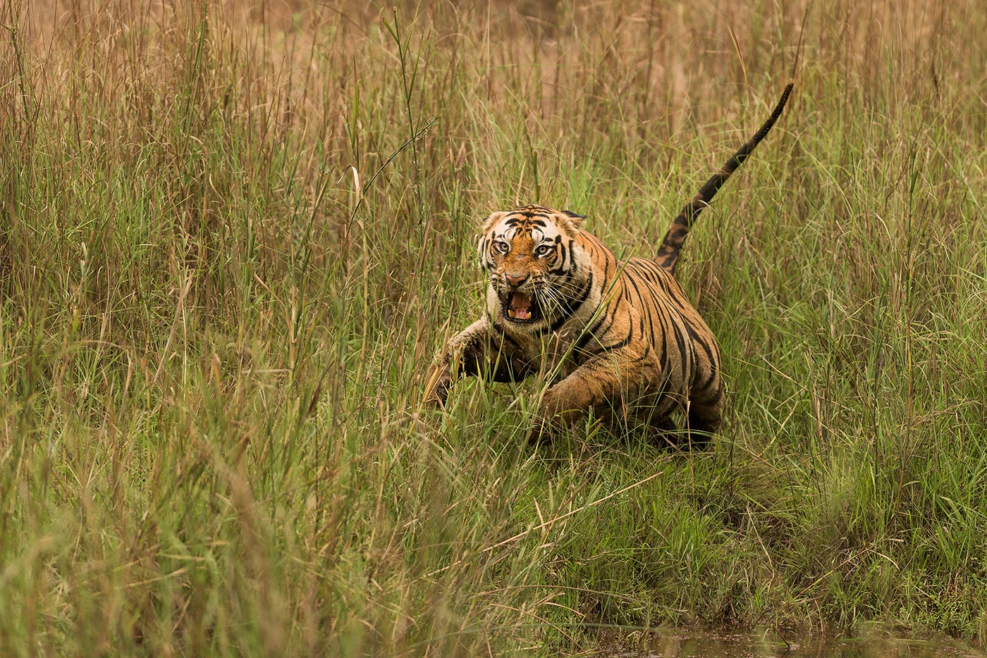 Crouching Tiger Replace.jpg
