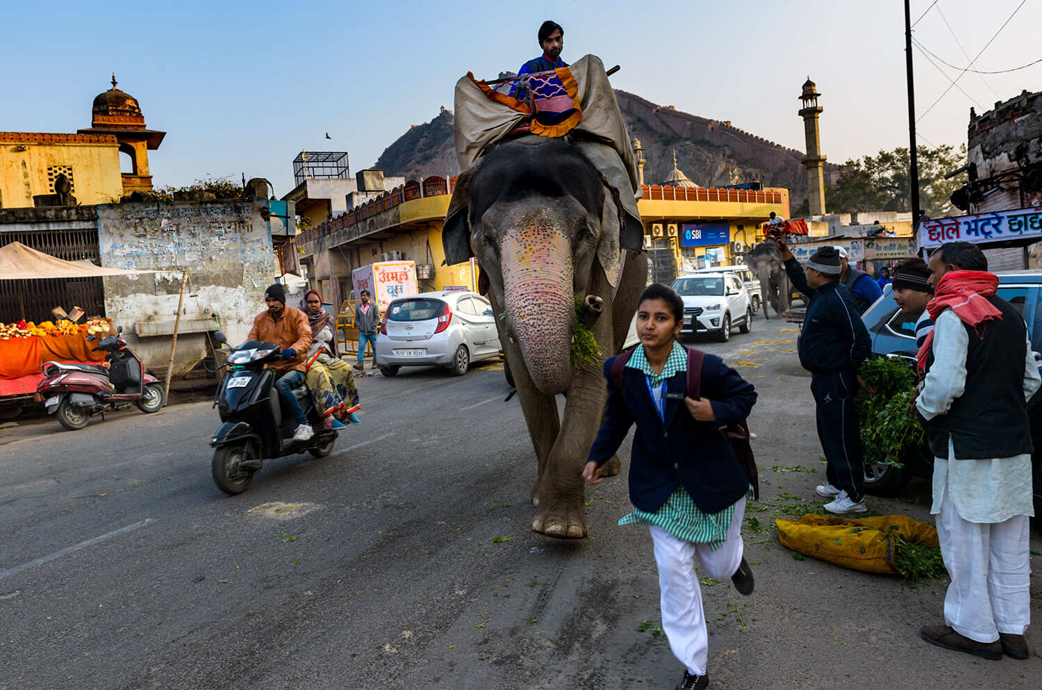 WJaipur Elephants_2618.jpg