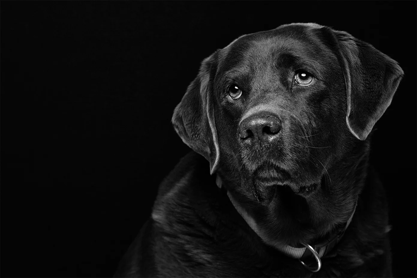 Rocky (My Dog)