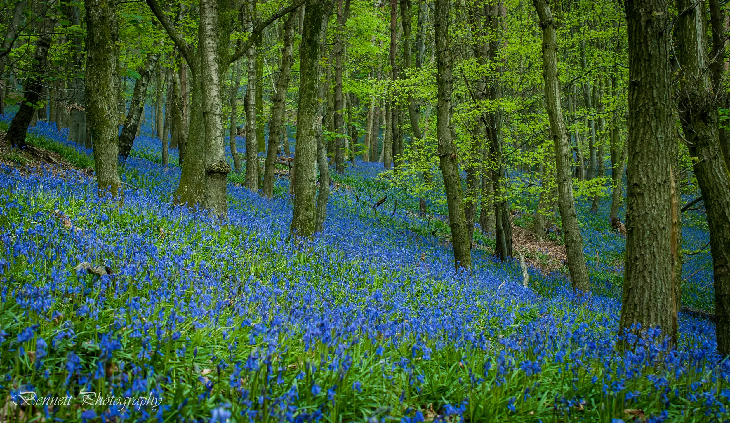 D200 offers great dynamic range and colour tonal range