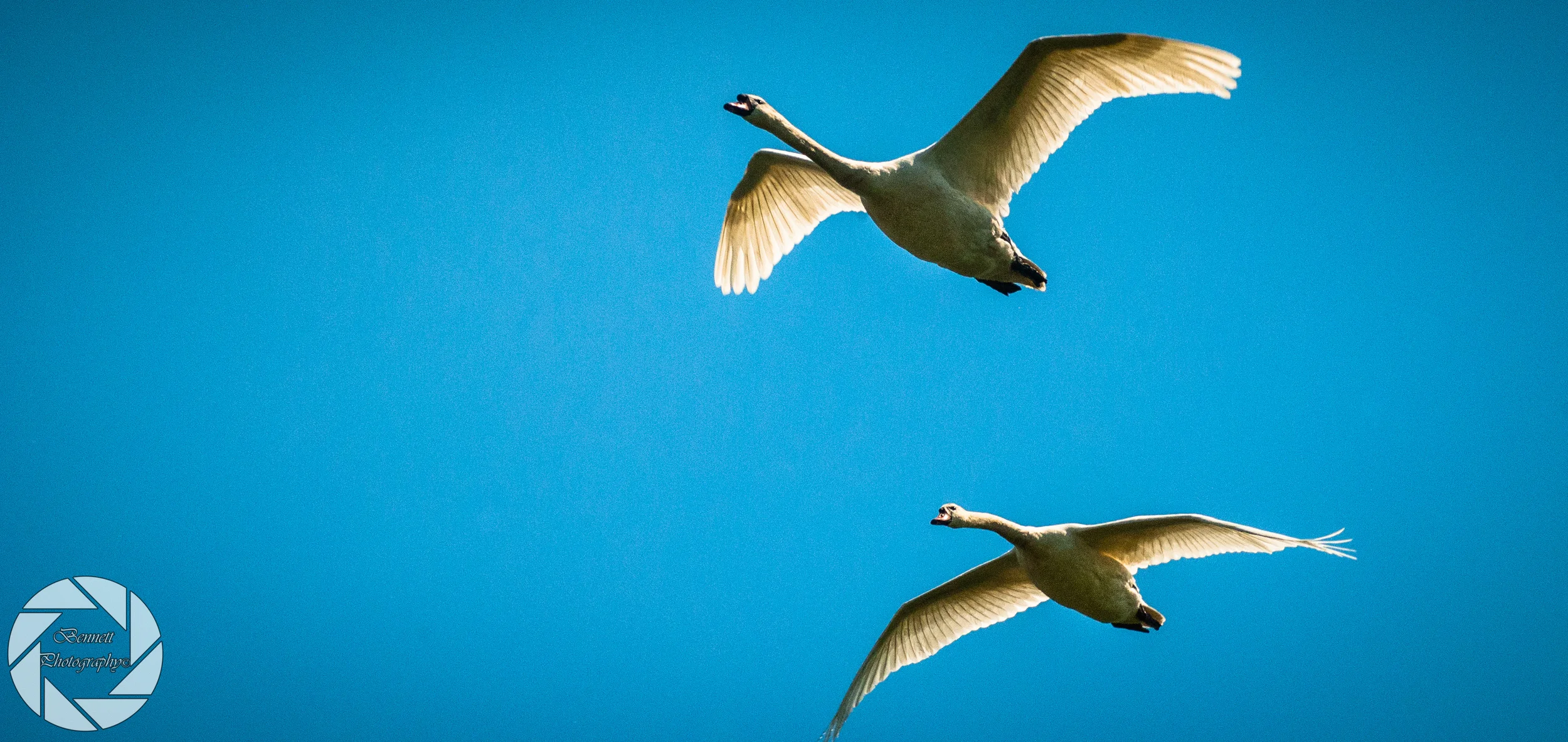 Sigma 70-200 f2.8 and a 2x teleconverter at 400mm
