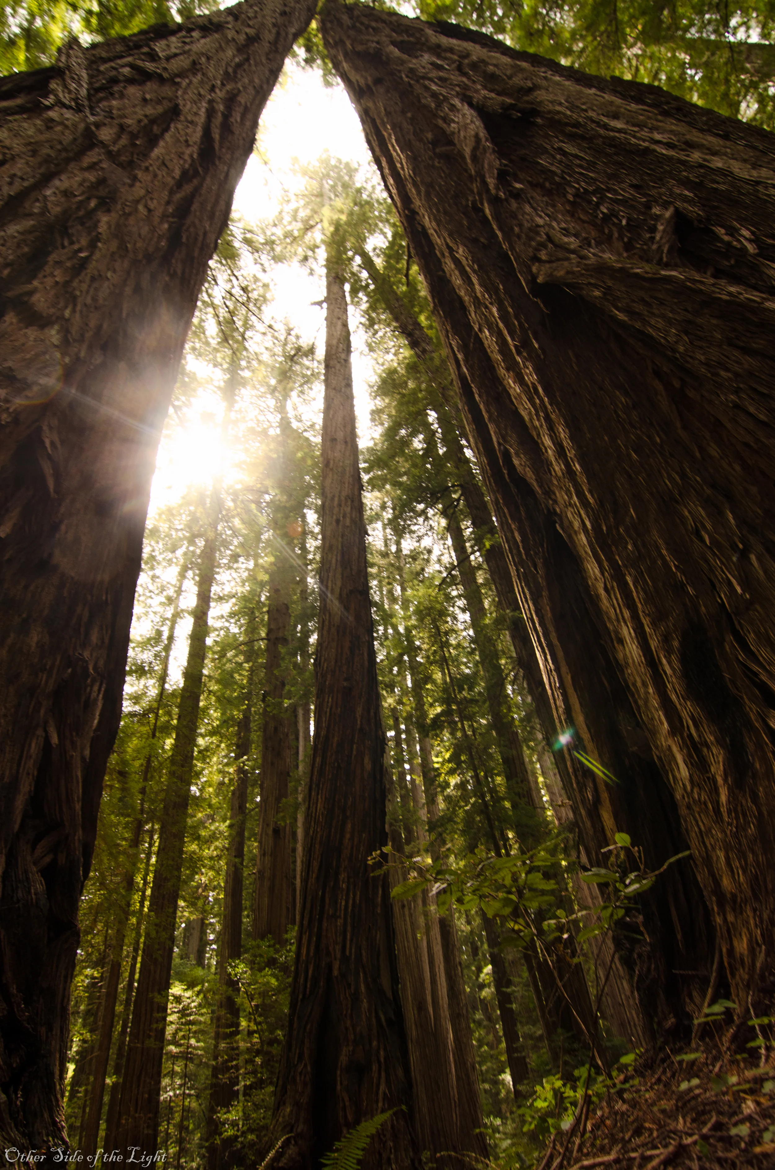 Hoh Rain Forest, Washington 