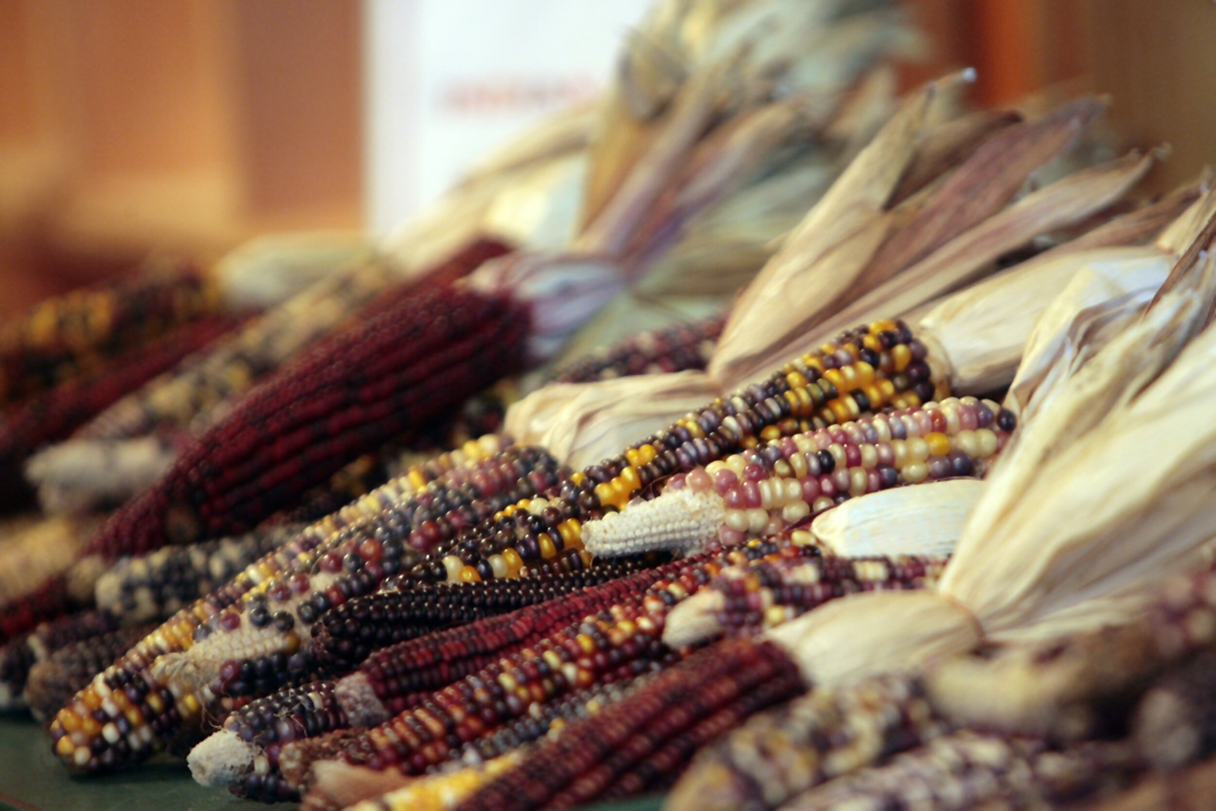 Gandhi and the American Indian