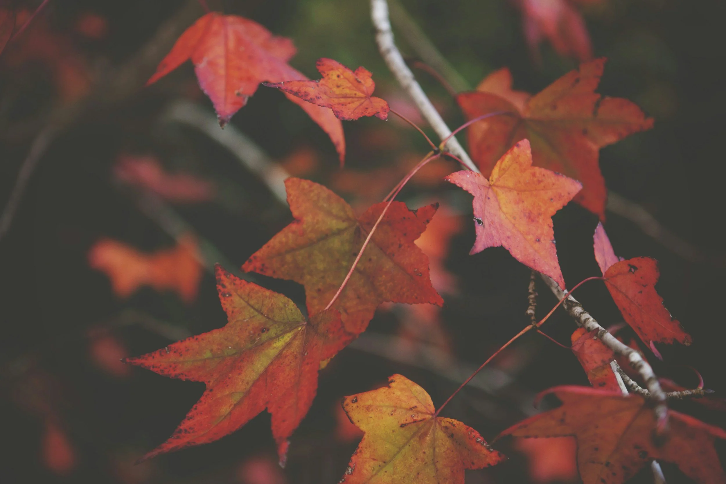 Autumn