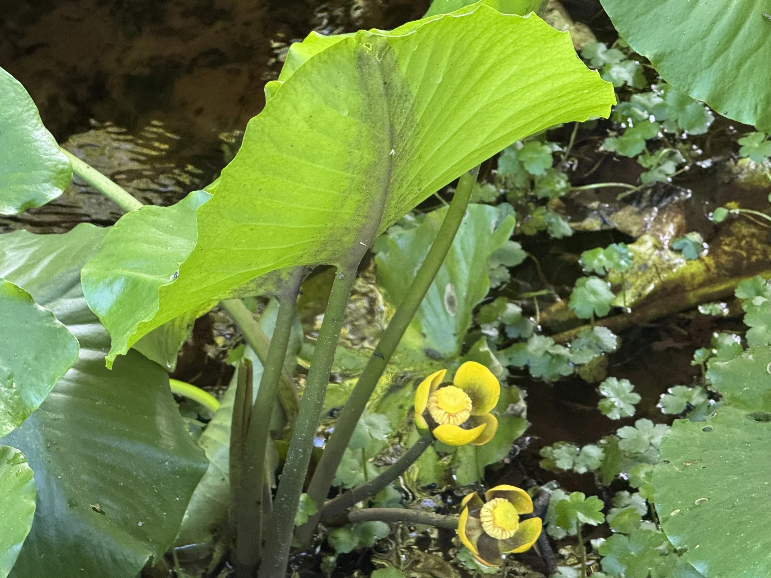 Prana