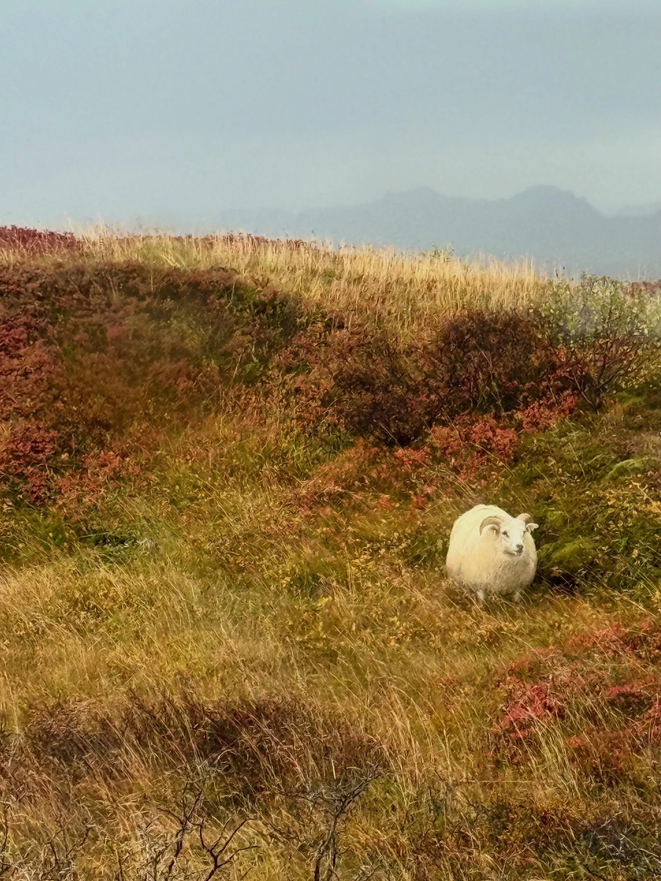 Fam #fall trip to #iceland just epic and stunning