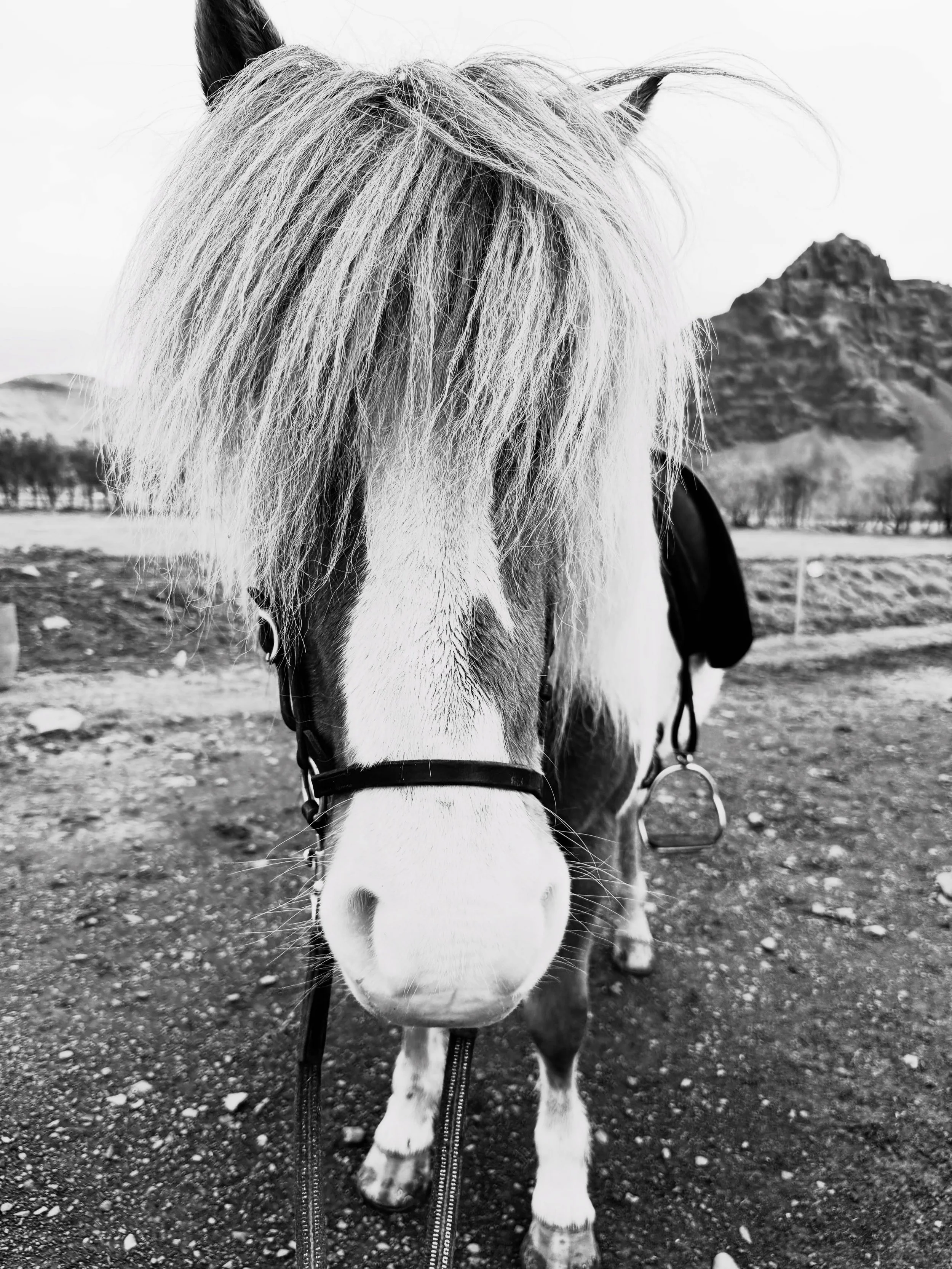 Iceland adventures  #horsegirl #falltravel #icelandicponies #superjeep