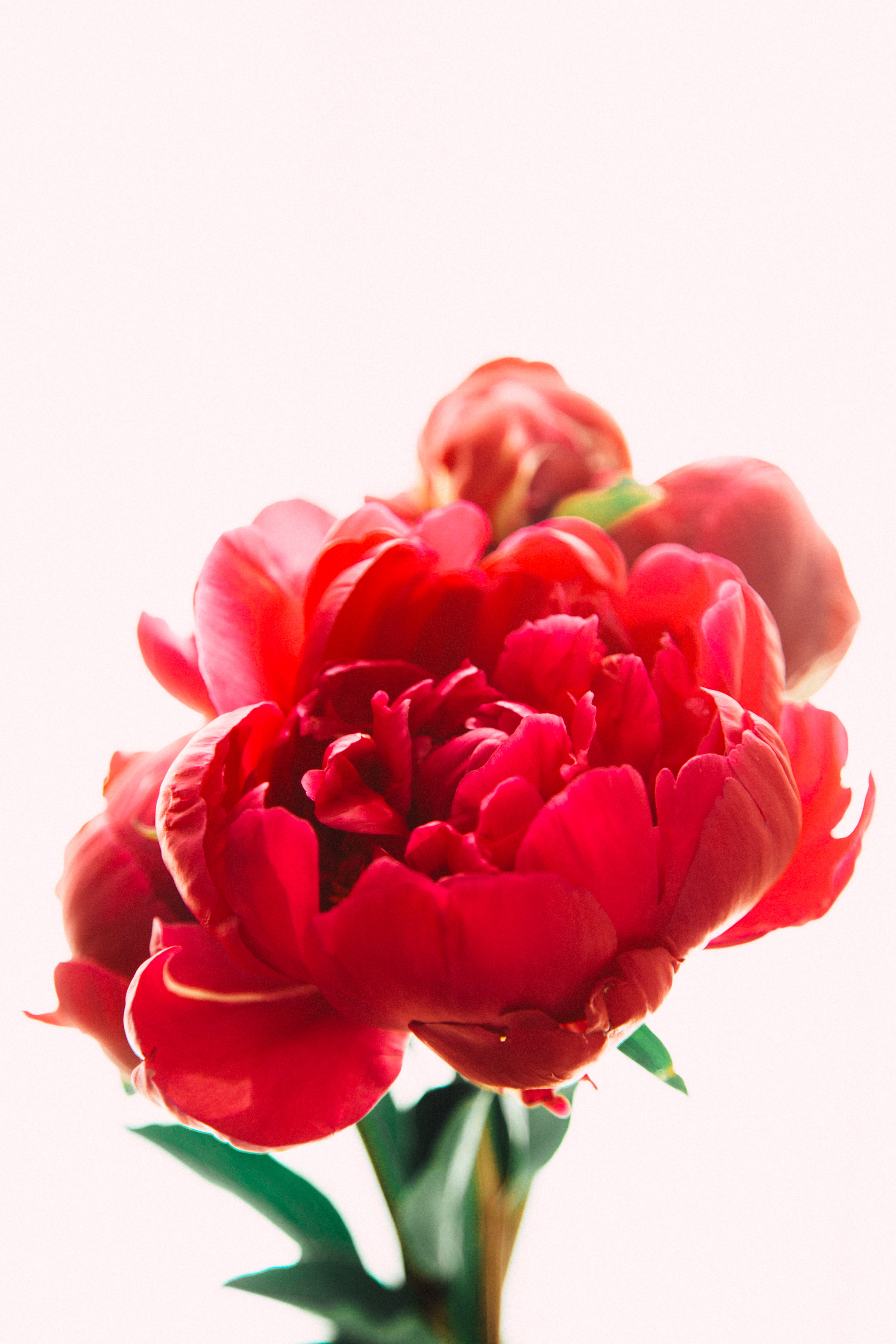 I love having peonies around the house, they make me so happy. 