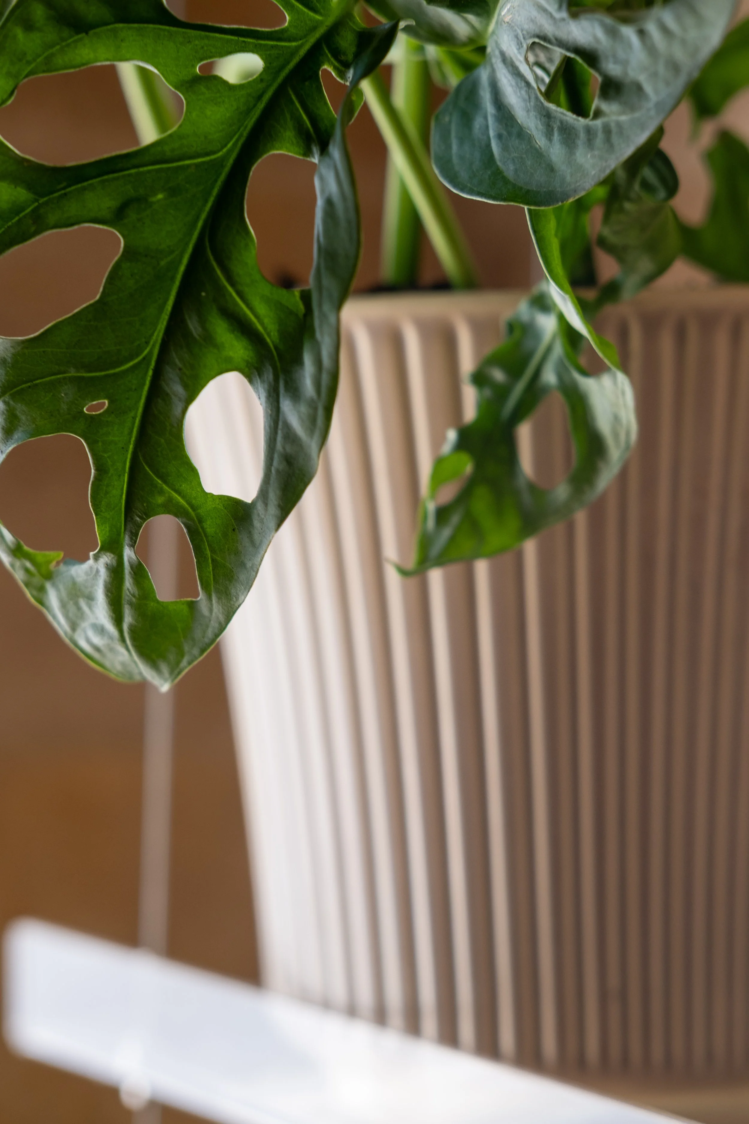 20250913_plants-3.jpg
