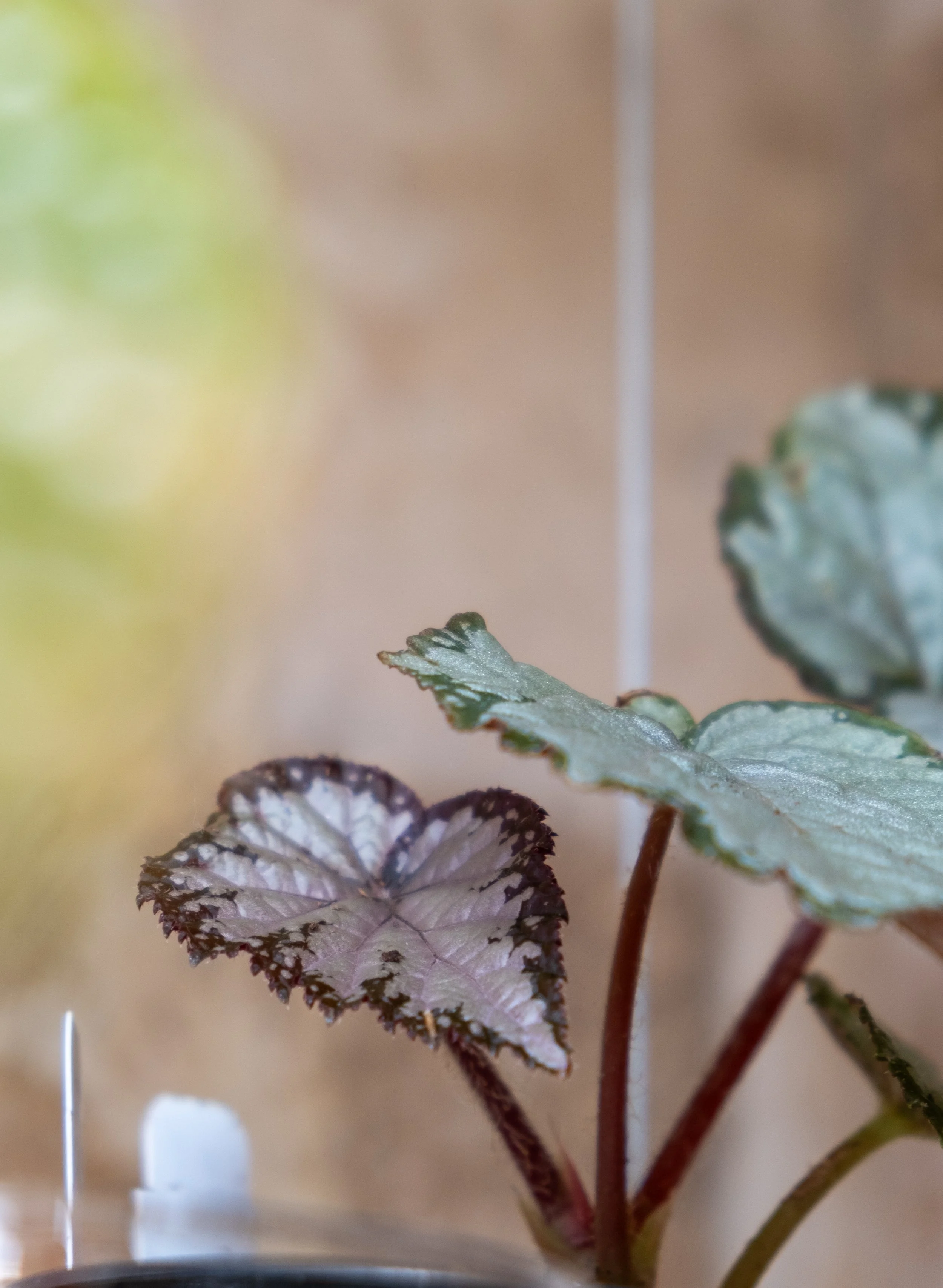New Leaves and Artificial Light 