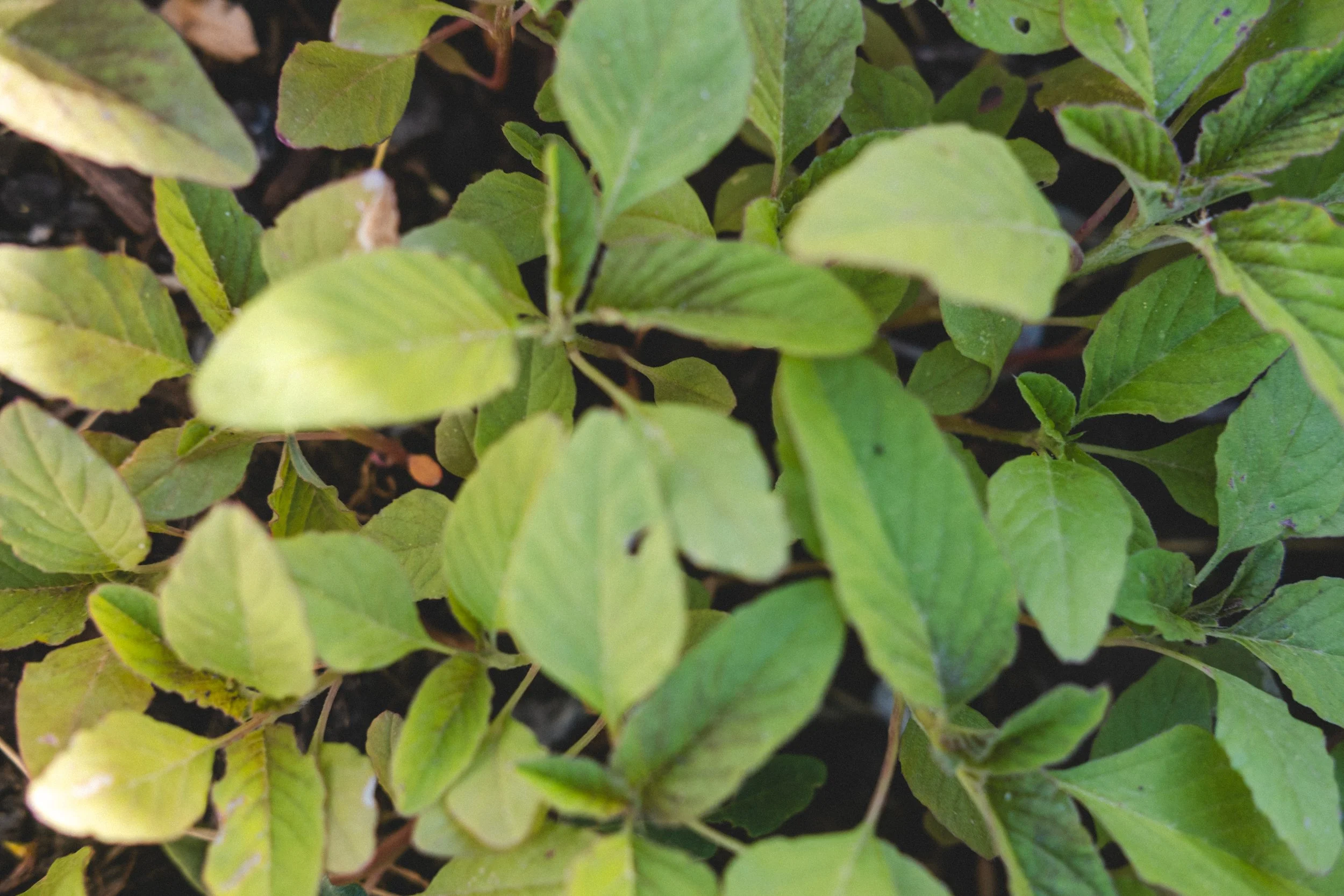 Casa Almanza | April Garden 