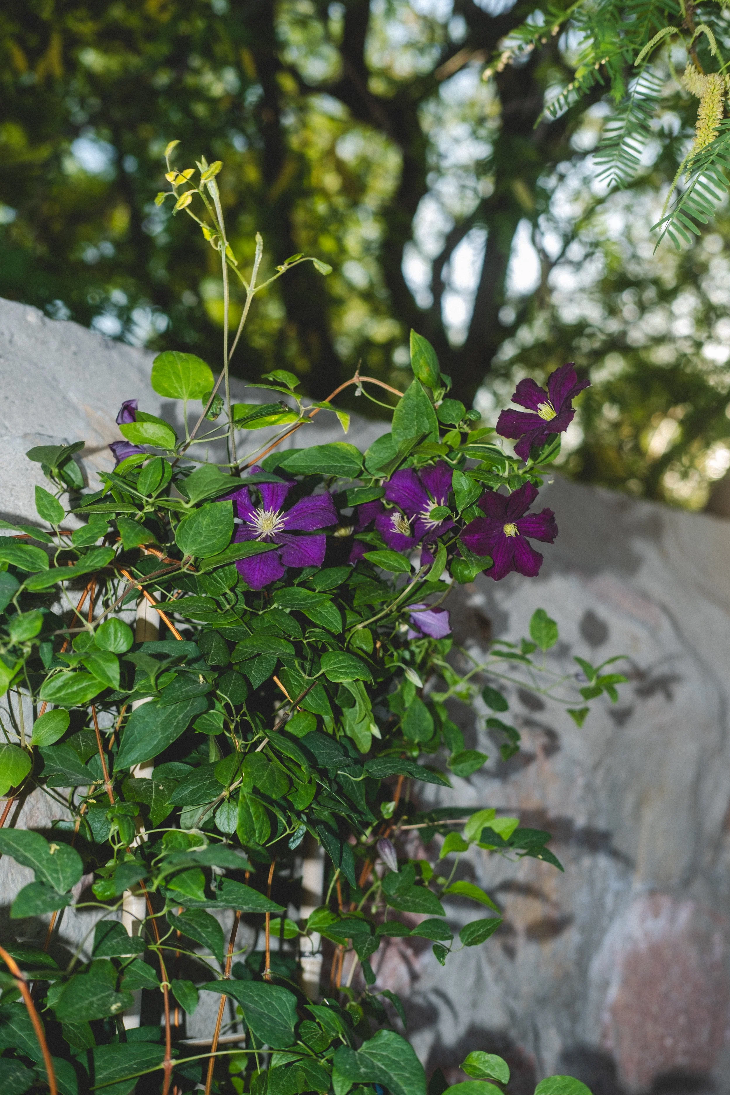 Growth and celebration. 