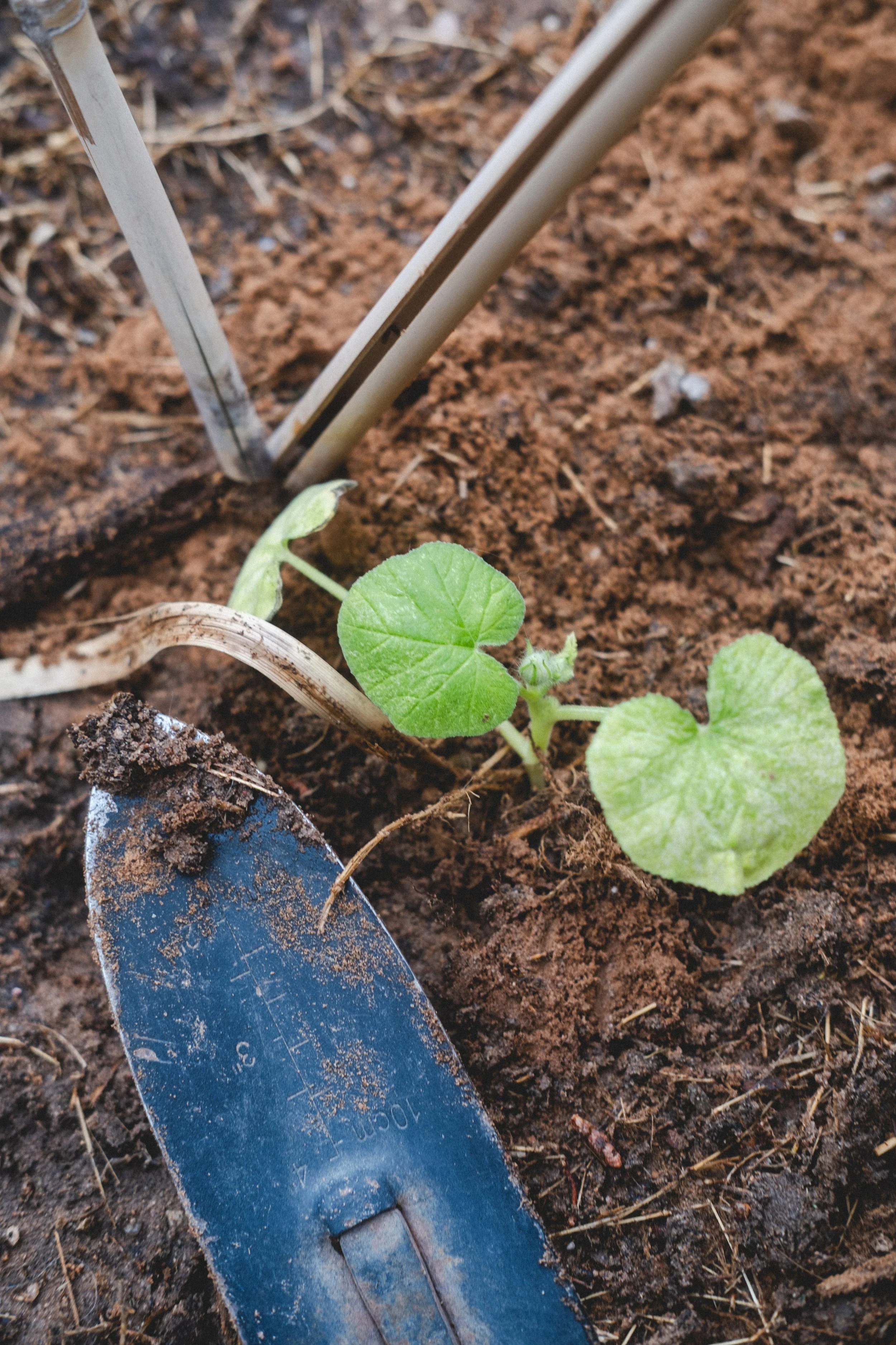 PumpkinSprouts-4.jpg